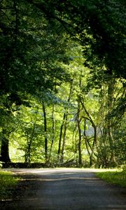 Preview wallpaper trees, wood, greens, summer, crossroads, road