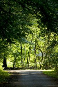 Preview wallpaper trees, wood, greens, summer, crossroads, road