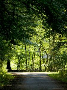 Preview wallpaper trees, wood, greens, summer, crossroads, road