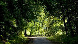 Preview wallpaper trees, wood, greens, summer, crossroads, road