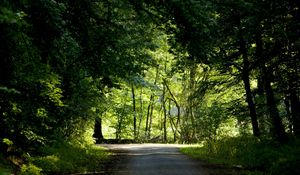 Preview wallpaper trees, wood, greens, summer, crossroads, road