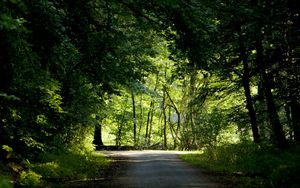 Preview wallpaper trees, wood, greens, summer, crossroads, road