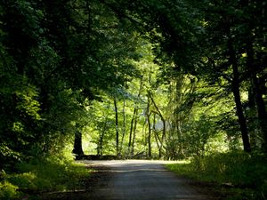 Preview wallpaper trees, wood, greens, summer, crossroads, road