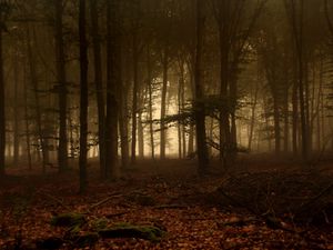 Preview wallpaper trees, wood, haze, branches