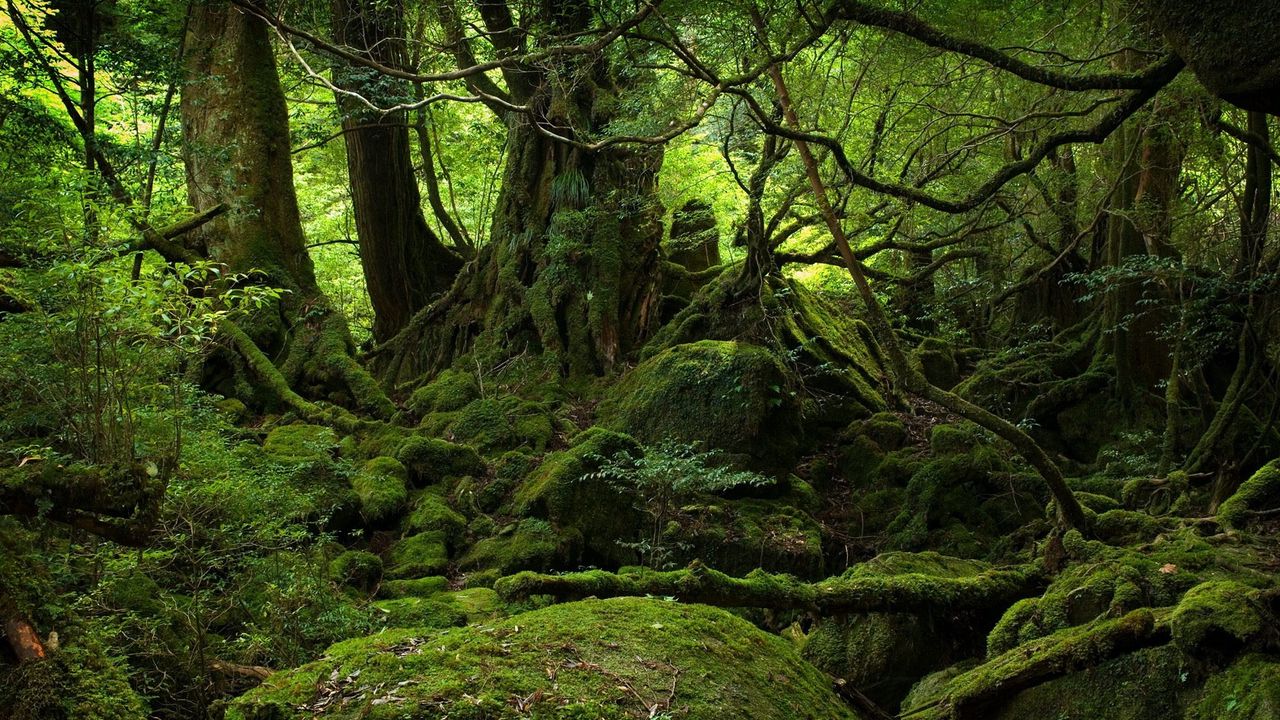 Wallpaper trees, wood, jungle, moss, stones, green, branches, roots