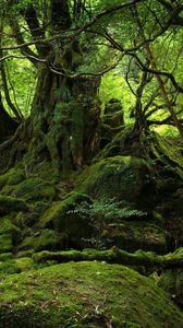 Preview wallpaper trees, wood, jungle, moss, stones, green, branches, roots