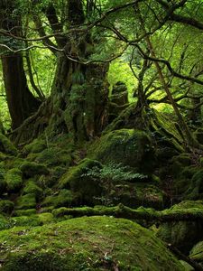 Preview wallpaper trees, wood, jungle, moss, stones, green, branches, roots