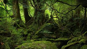 Preview wallpaper trees, wood, jungle, moss, stones, green, branches, roots