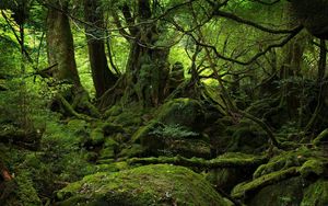 Preview wallpaper trees, wood, jungle, moss, stones, green, branches, roots