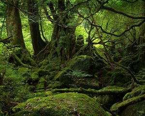 Preview wallpaper trees, wood, jungle, moss, stones, green, branches, roots