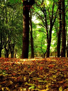 Preview wallpaper trees, wood, leaves, crones