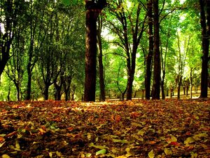 Preview wallpaper trees, wood, leaves, crones