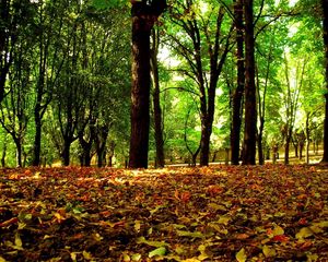 Preview wallpaper trees, wood, leaves, crones