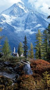 Preview wallpaper trees, wood, mountains, top, bichhorn, switzerland