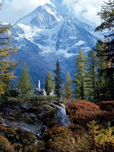 Preview wallpaper trees, wood, mountains, top, bichhorn, switzerland