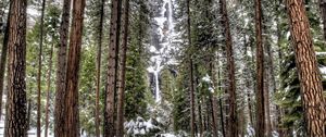 Preview wallpaper trees, wood, rocks, falls, snow