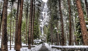 Preview wallpaper trees, wood, rocks, falls, snow