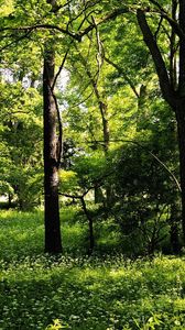 Preview wallpaper trees, wood, summer, greens, landscape