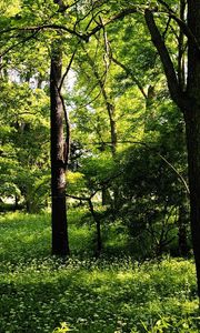 Preview wallpaper trees, wood, summer, greens, landscape