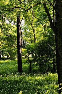 Preview wallpaper trees, wood, summer, greens, landscape