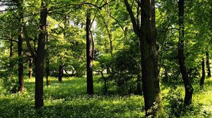 Preview wallpaper trees, wood, summer, greens, landscape