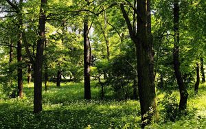 Preview wallpaper trees, wood, summer, greens, landscape