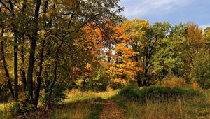 Preview wallpaper trees, wood, track, path, autumn, st petersburg