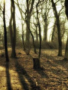 Preview wallpaper trees, wood, trunks, autumn, track, paints, colors, secret