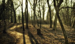 Preview wallpaper trees, wood, trunks, autumn, track, paints, colors, secret