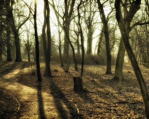 Preview wallpaper trees, wood, trunks, autumn, track, paints, colors, secret