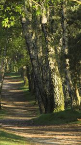 Preview wallpaper trees, wood, trunks, footpath