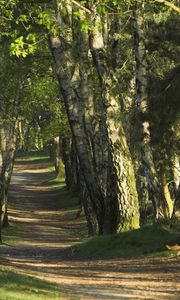 Preview wallpaper trees, wood, trunks, footpath