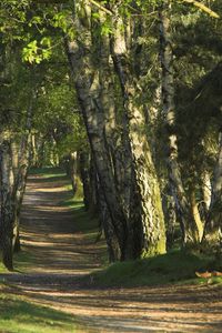 Preview wallpaper trees, wood, trunks, footpath