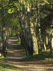 Preview wallpaper trees, wood, trunks, footpath