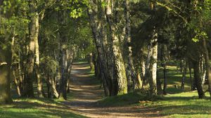 Preview wallpaper trees, wood, trunks, footpath