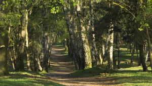 Preview wallpaper trees, wood, trunks, footpath