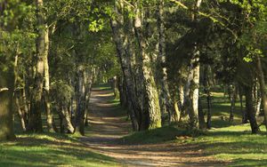 Preview wallpaper trees, wood, trunks, footpath