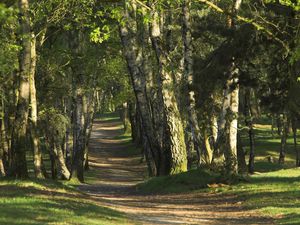 Preview wallpaper trees, wood, trunks, footpath