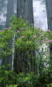 Preview wallpaper trees, wood, young, old