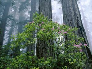 Preview wallpaper trees, wood, young, old