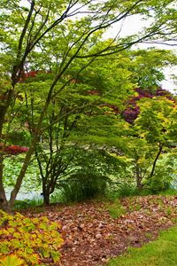 Preview wallpaper trees, young growth, leaves, green, shades