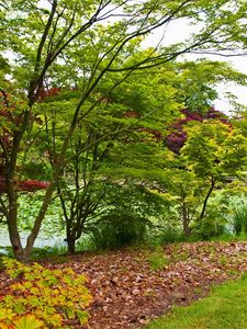 Preview wallpaper trees, young growth, leaves, green, shades