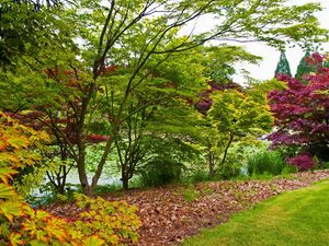 Preview wallpaper trees, young growth, leaves, green, shades