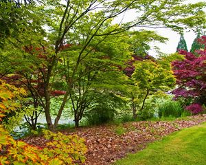 Preview wallpaper trees, young growth, leaves, green, shades