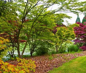 Preview wallpaper trees, young growth, leaves, green, shades