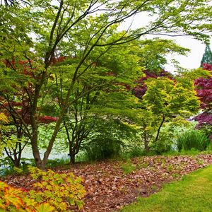 Preview wallpaper trees, young growth, leaves, green, shades