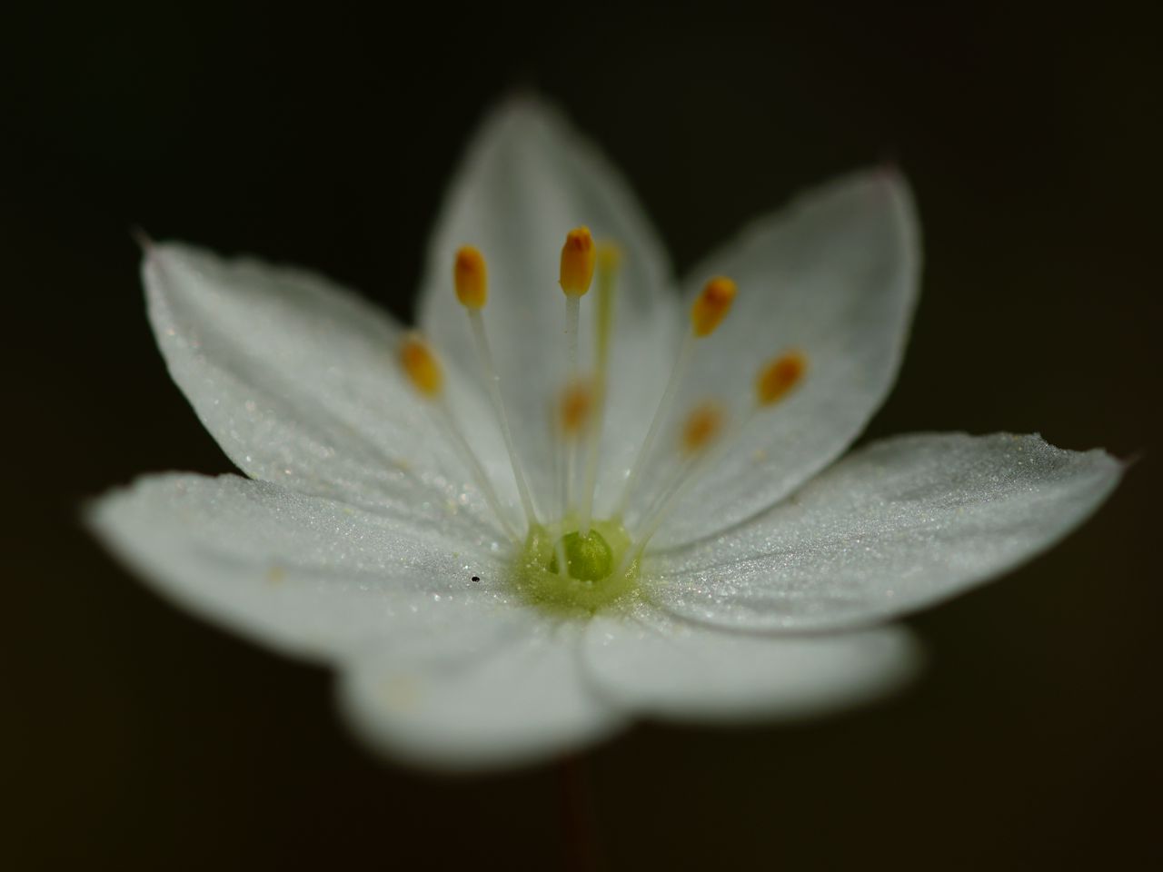 1280x960 Wallpaper trientalis, flower, petals, glitter, macro