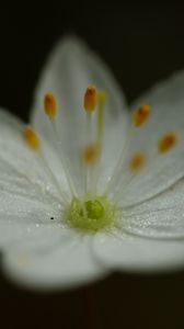 Preview wallpaper trientalis, flower, petals, glitter, macro