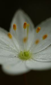 Preview wallpaper trientalis, flower, petals, glitter, macro