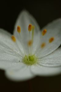 Preview wallpaper trientalis, flower, petals, glitter, macro
